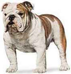 bulldog-anglicky.jpg
