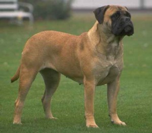 bullmastiff.jpg