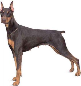 doberman.jpg