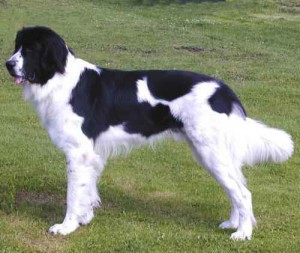 landseer_landseer.jpg