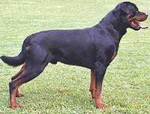 250px-rottweiler.jpg