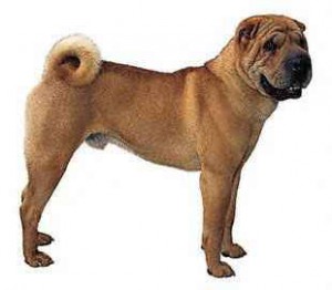 shar-pei.jpg