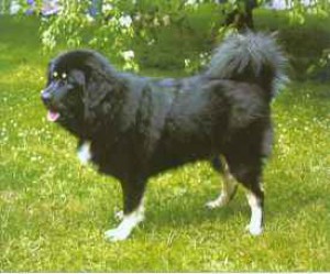 2-90-tibet-dog.jpg