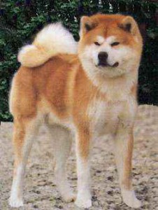 akita.jpg