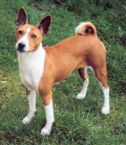 basenji.jpg