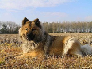 800px-eurasier.jpg
