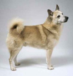 norsky-buhund.jpg