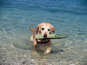 images_work_dog_beach.jpg