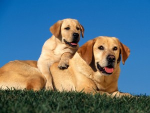 labrador_and_puppy_wallpaper_ptoxj.jpg
