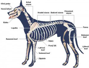 dog_skeleton.jpg