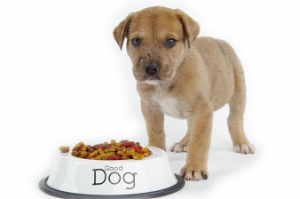 homemade-dog-food-resized-600-jpg.png