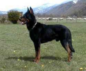 250px-beauceron_mouton2.jpg
