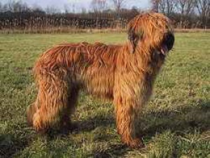 250px-briard_fauve.jpg
